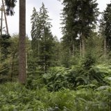 L'étude des écorces des arbres (dendrosciences) permet de conclure au caractère unique du réchauffement actuel (étude/photo d'illustration).